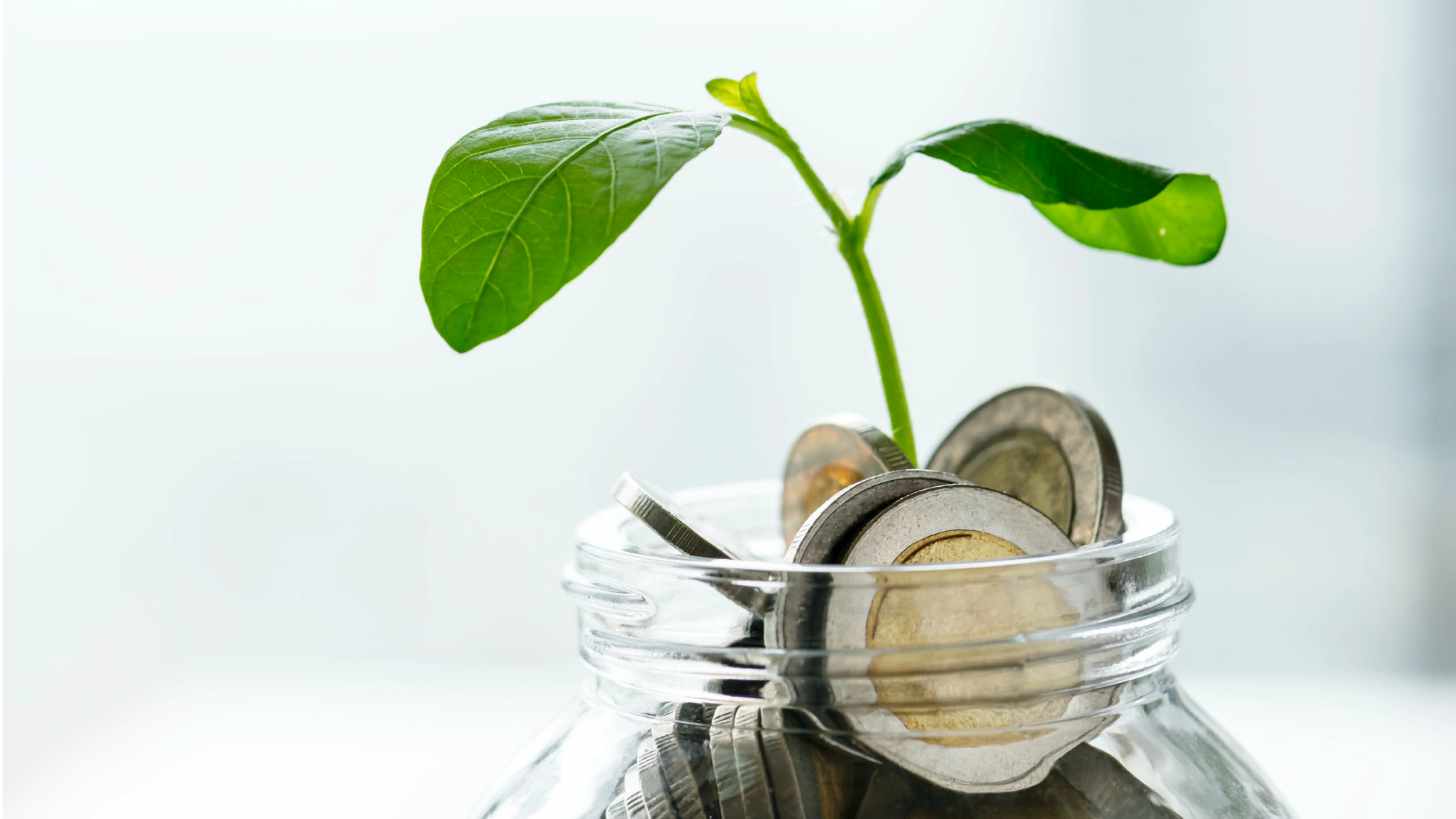 A small green plant with two leaves grows out of a glass jar filled with assorted coins. The background is blurred with soft, natural light, focusing attention on the plant and the jar. 